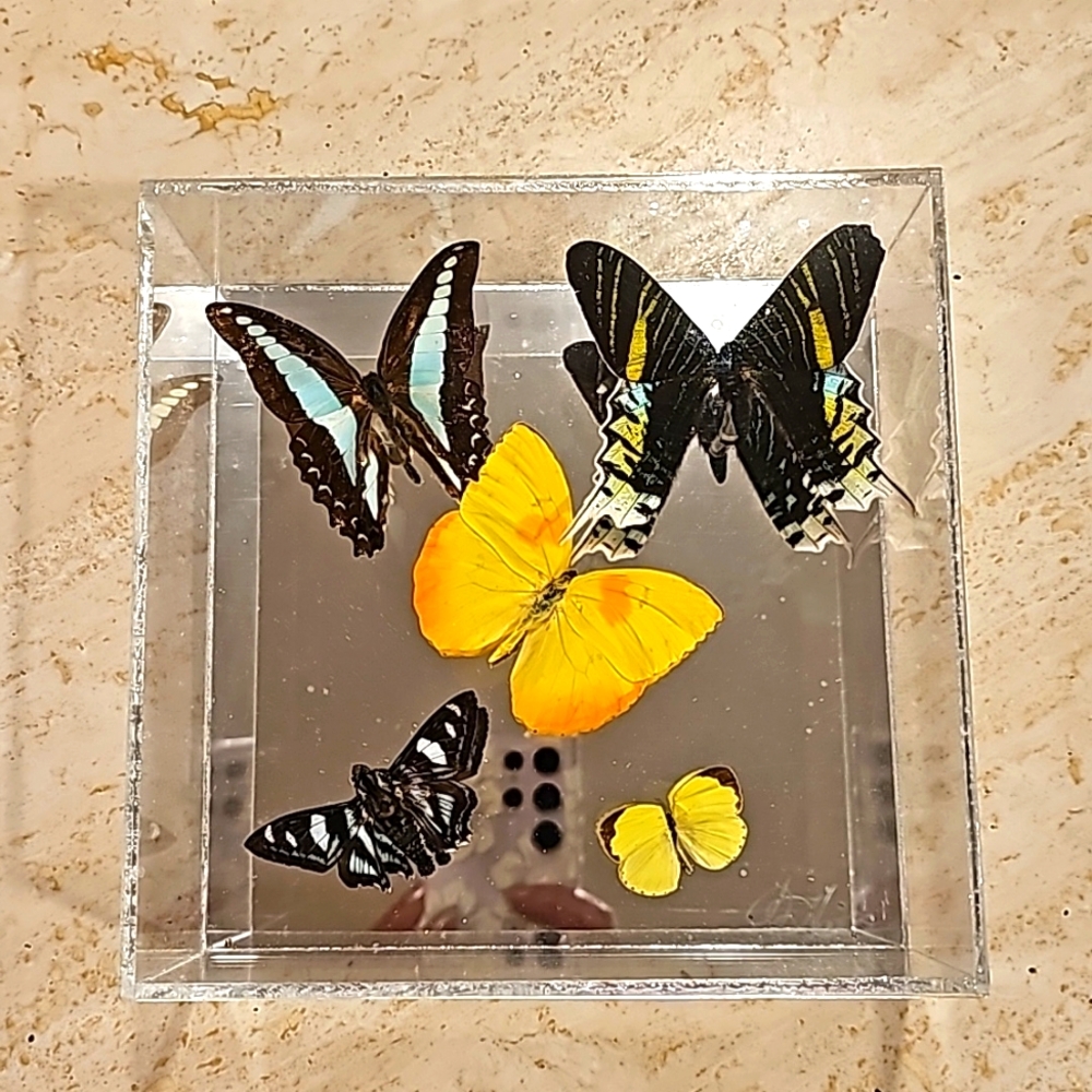 Mariposa -Art 'Sarpenden' Marshall Hill (Butterflies lived entire lifespan)